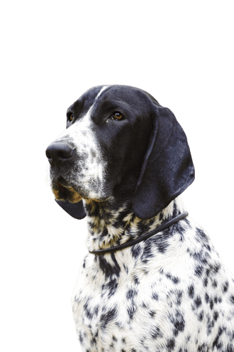 Auvergne Pointer