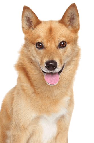 Finnish spitz