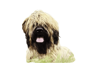 Briard