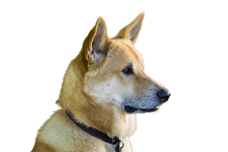 Canaan dog