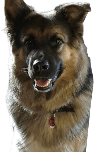 Caucasian German Shepherd Mix