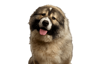 Caucasian Shepherd Dog