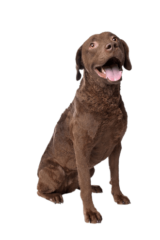 Chesapeake Bay Retriever