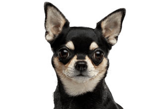 Chihuahua Chihuahua