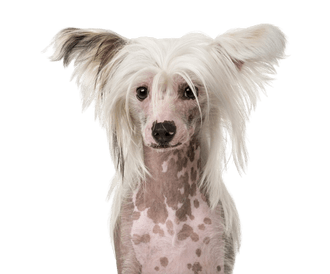 Chinese Crested Dog