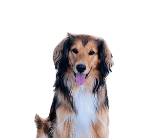 Collie Cocker Spaniel Mix