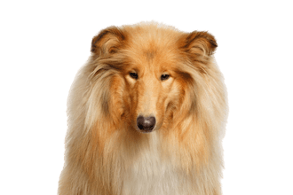 Long-haired Collie 