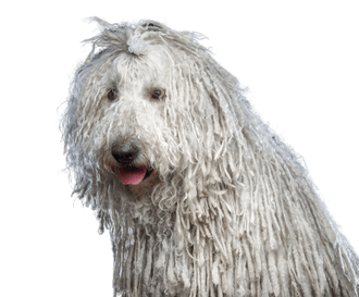 Komondor