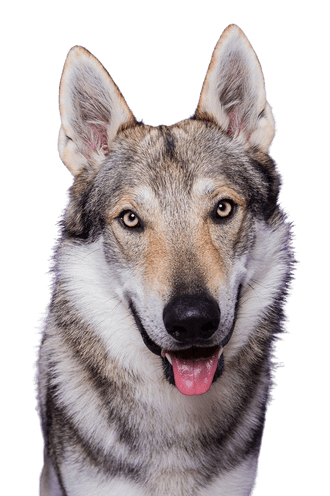 Czechoslovakian Wolfhound