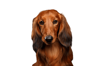 Miniature Dachshund