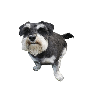 Havanese Dachshund Mix