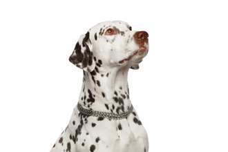 Dalmatian