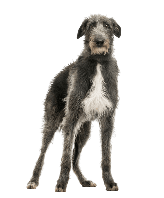 Scottish deerhound