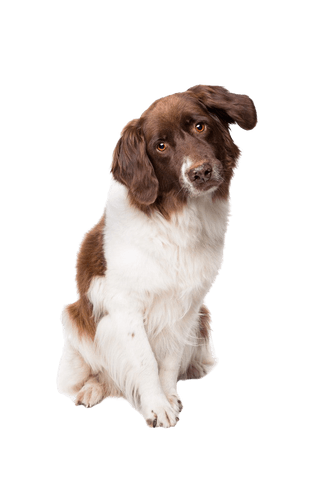 Drentsche Partridge Dog