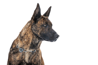 Dutch shepherd dog