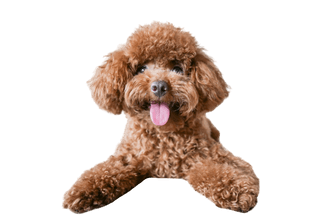 Miniature Poodle