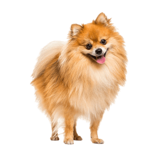 Pomeranian