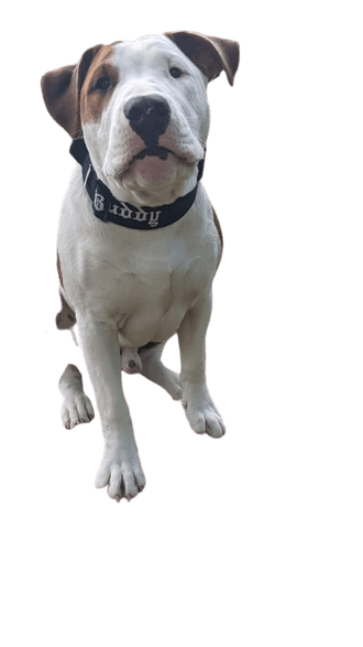 Mixed bull terrier discount