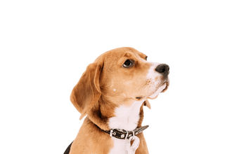 English foxhound