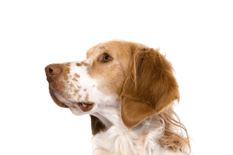 French Spaniel