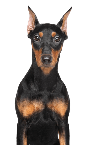 German Pinscher