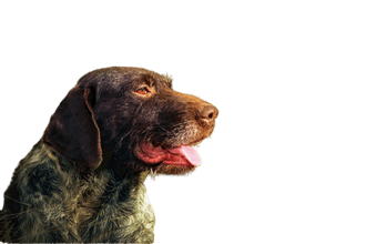 German Wirehaired Pointer