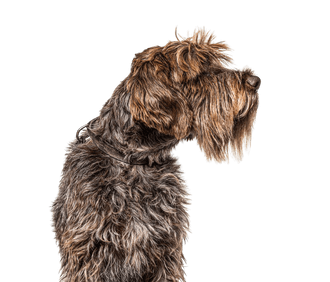 Wirehaired Pointing Griffon Wirehaired Pointing Griffon