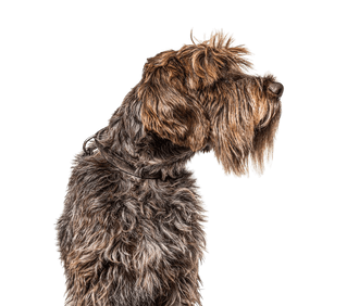 Wirehaired Pointing Griffon