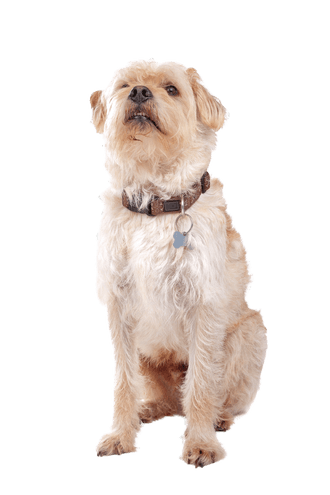 Dutch Smoushound