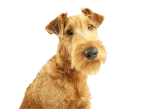 Irish Terrier