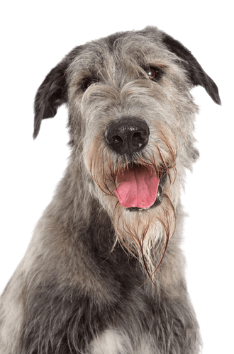 Irish Wolfhound