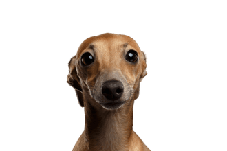 Italian Greyhound