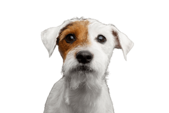 Parson Russell Terrier