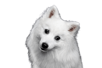 Japanese Spitz