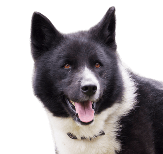 Karelian bear dog