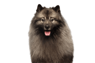 Keeshond