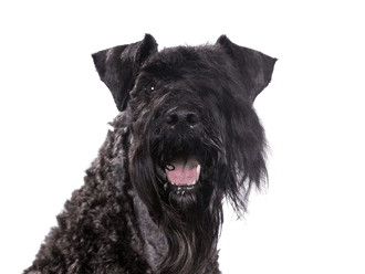 Kerry Blue Terrier