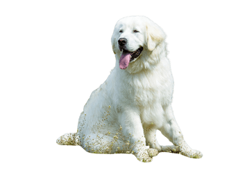 Kuvasz