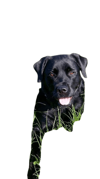 forskellige svælg kartoffel Labrottie: Character & Ownership - Dog Breed Pictures - dogbible