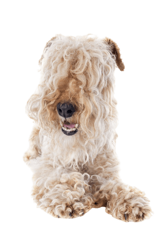 Lakeland Terrier