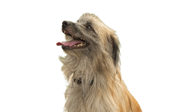 Long haired Pyrenean Shepherd Dog
