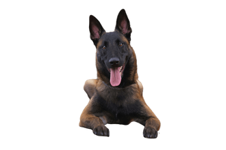 Malinois