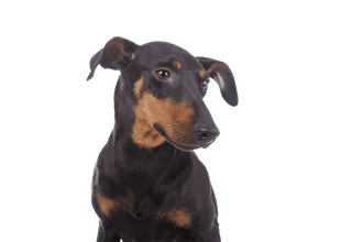 Manchester terrier