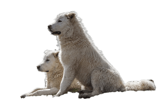 Maremma Abruzzo Sheepdog