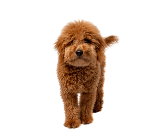 Miniature Goldendoodle Character