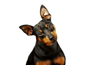 Dwarf Pinscher