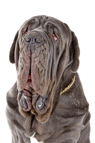 Neapolitan Mastiff