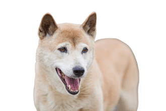 New Guinea Singing dog