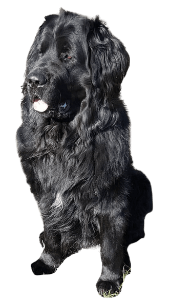 Newfoundland Leonberger Mix