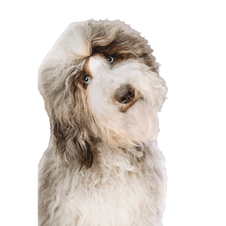 Sheepadoodle